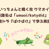 「すいっちょん」と鳴く虫“ウマオイ”の英語名は「umaoi/katydid」？